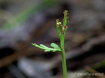 Sterile blade and sporophore